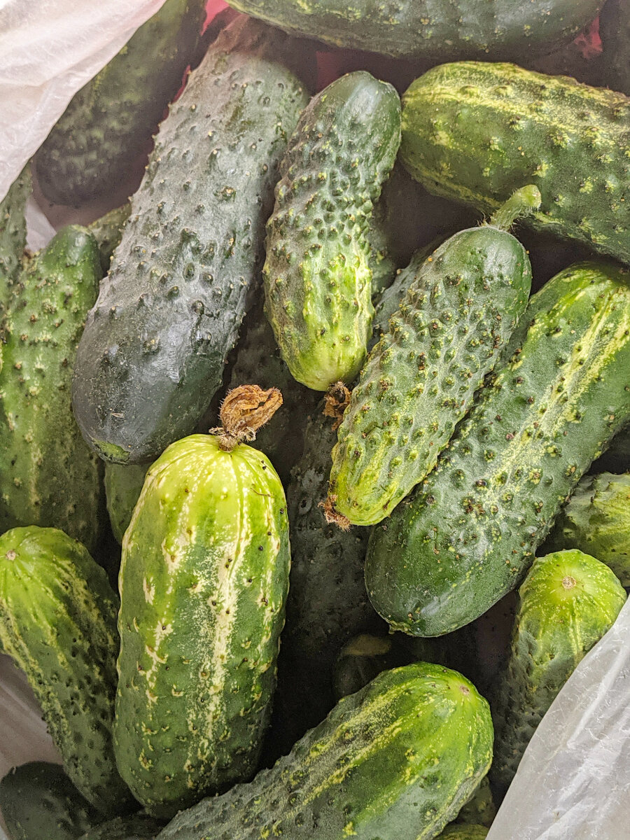 Огурцы Му-му