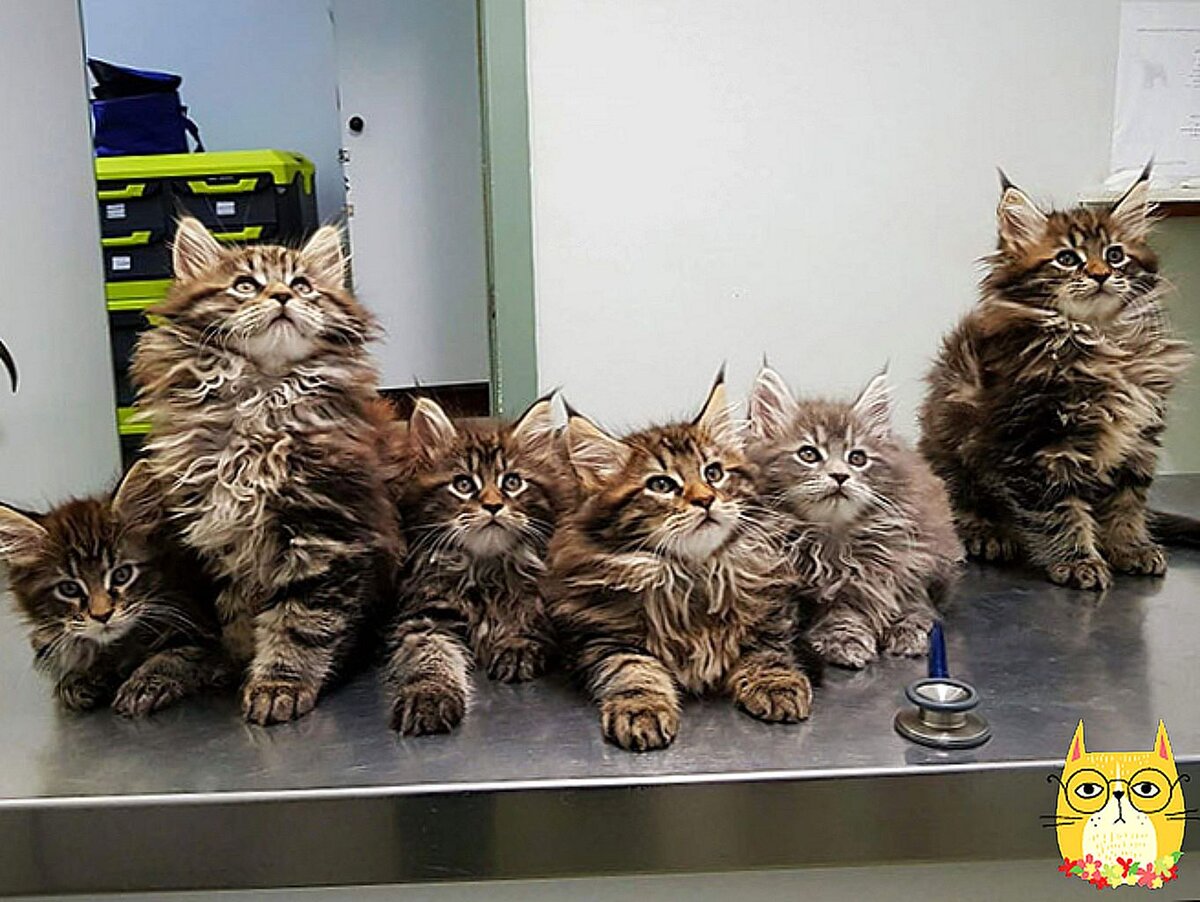 5 котят
