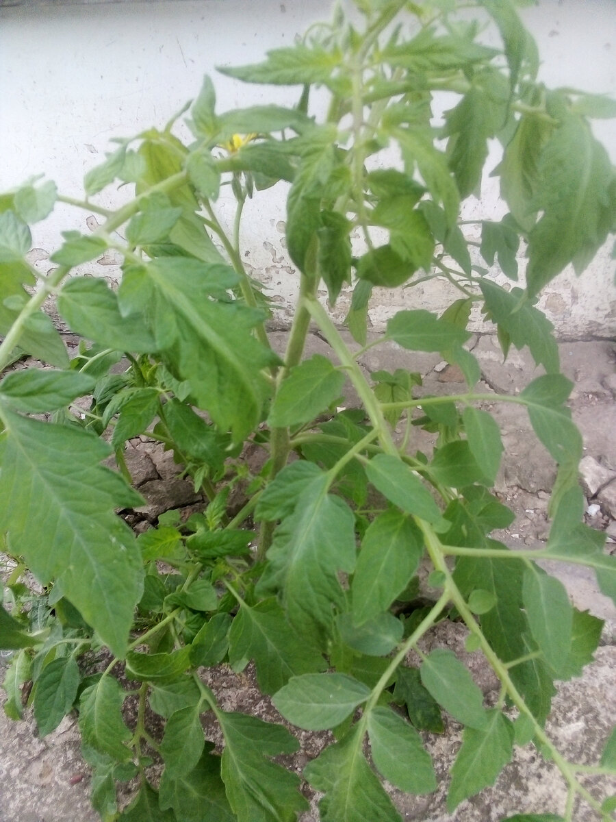 Цветет родной.