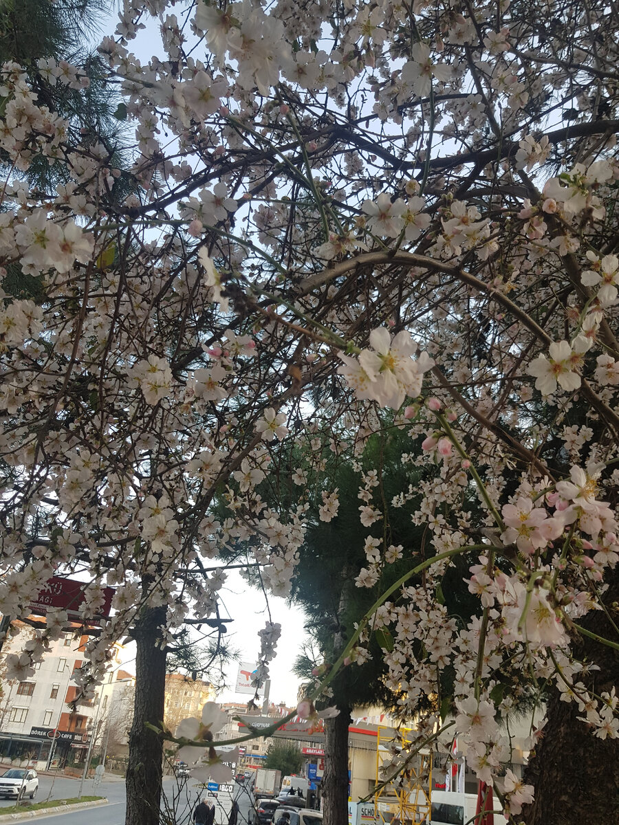 Фотка, чтобы разбавить текст. Весна в нашем районе.