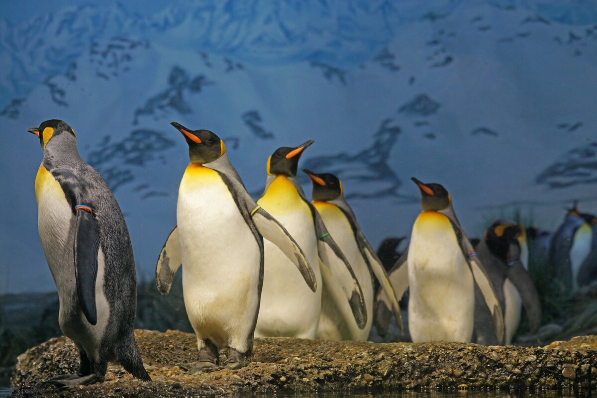 Стихи про пингвина. Сборник детских стихов про пингвина