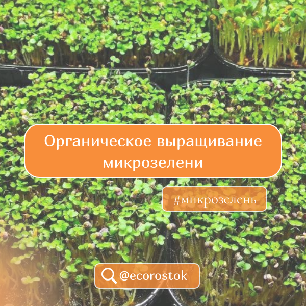 Органическое выращивание микрозелени: получение натуральной зелени без химикатов!