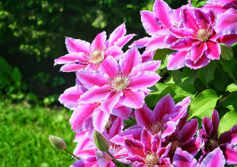 Оглавление