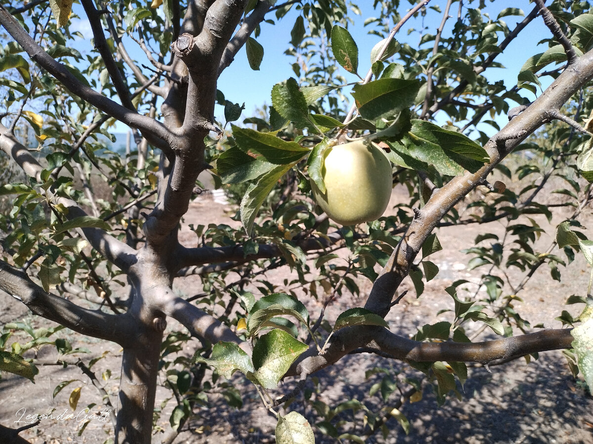 Одно единственное яблоко на все дерево. Есть еще недоразвитые, но нормальное одно.
