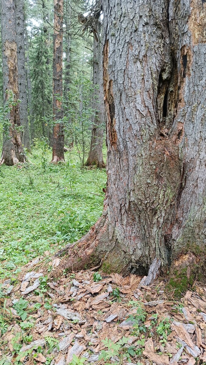 Поездка в лес это хорошо, но потом голова раскалывается | Кошелек-копилка |  Дзен