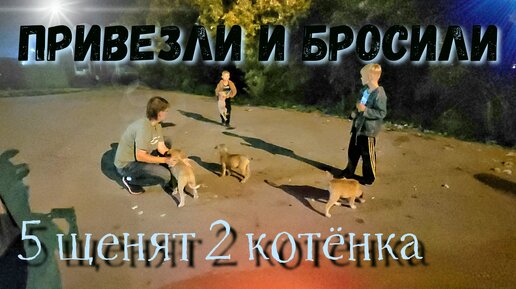 Download Video: Щенки и котята ночью в кустах у трассы ждали смерти / брошенные животные напуганы /help save animals