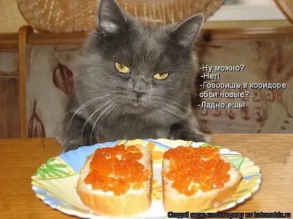 Хочу мяса неси крысу.