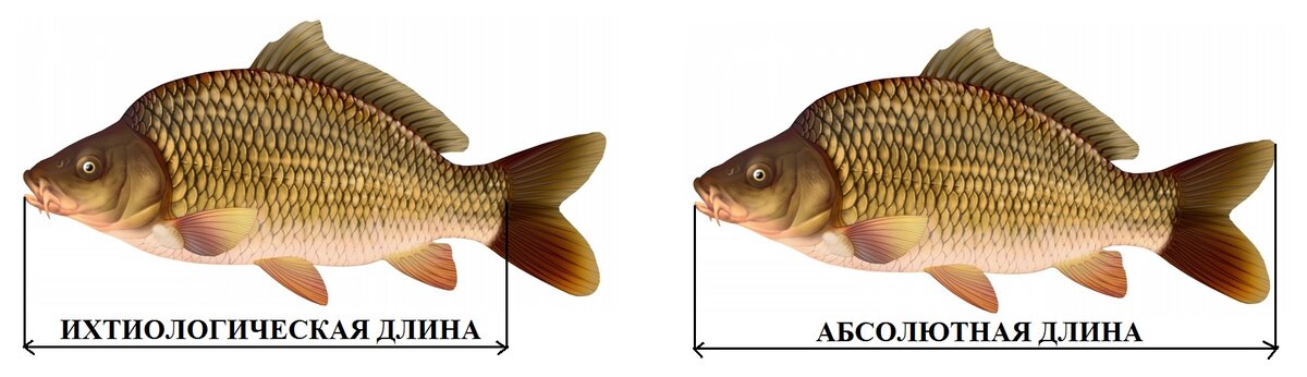 Ихтиологическая линейка. Длина рыбы. Какой длины хвост рыбы. Как мерять рыбу.