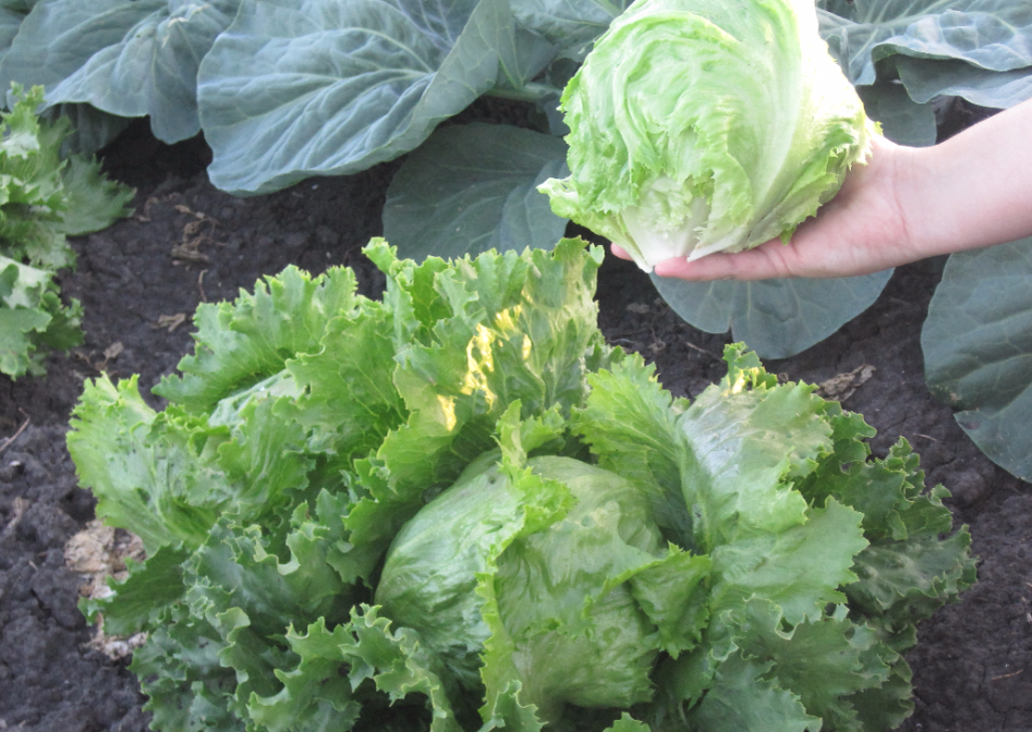 Хрустящий, вкусный и сочный качан вырастить под силу любому дачнику.