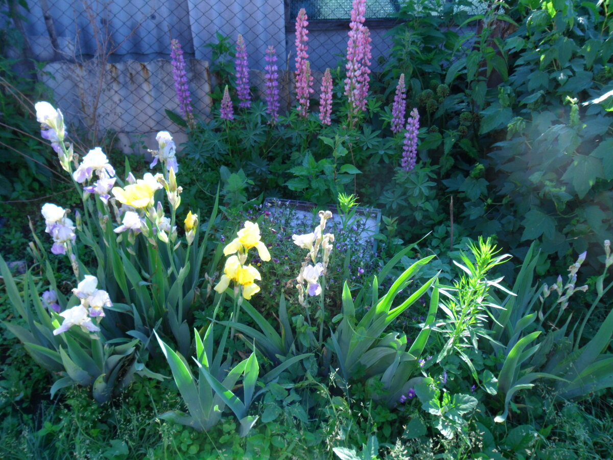 Клумба в моем огороде