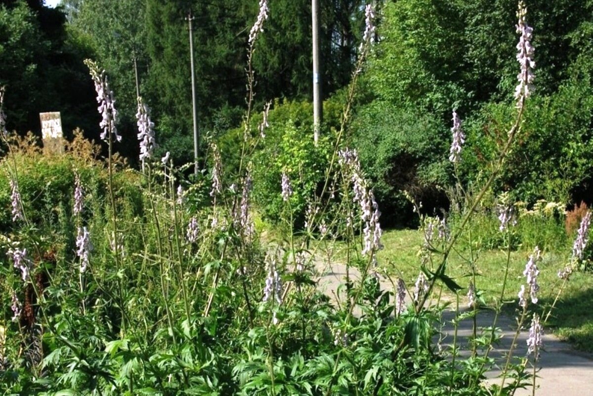 Борец северный. Фото: ФГБНУ «Всероссийский научно-исследовательский институт лекарственных и ароматических растений»