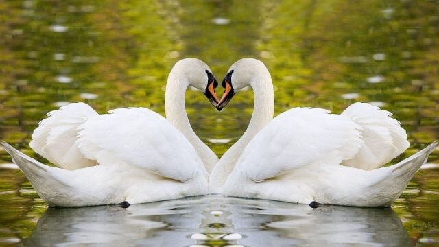 Источник: https://klike.net/1007-lebedi-krasivye-kartinki-25-foto.html