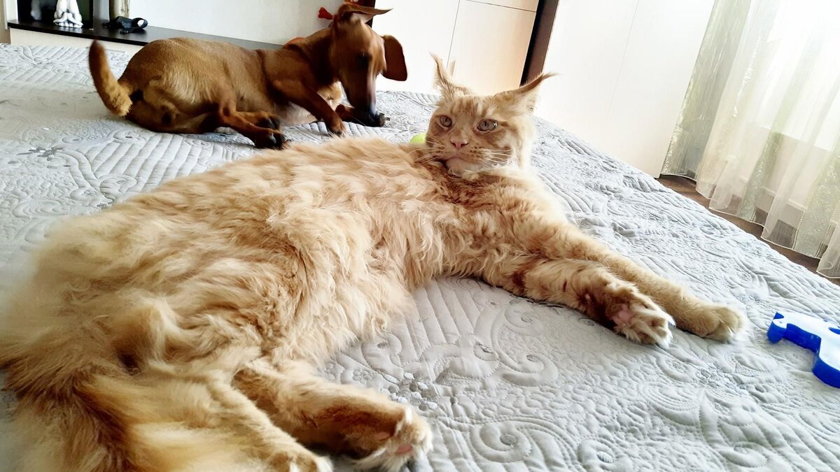 Мейн-кун и такса