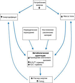 Рисунок.Теоретическая модель метаболической адаптации и возможных стратегий для её ослабления.A/A/T гормоны = анаболические, анорексигенные и термогенные гормоны. O/C гормоны = Орексигенные (повышающие аппетит) и катаболические гормоны