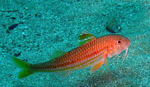 Барабулька 🐟 Она же обыкновенная султанка