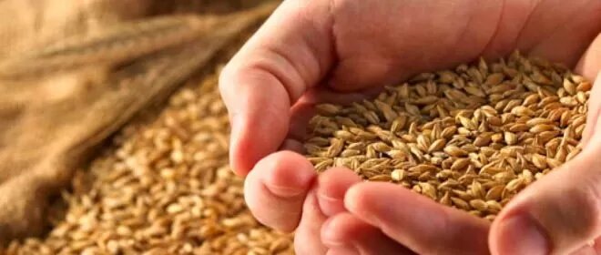 Самогон из пшеницы без дрожжей в домашних условиях