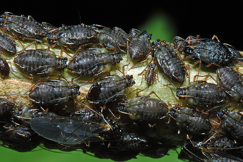 Rh. ribesinus на красной смородине в лиственном лесу (май 2012, Англия © InfluentialPoints)