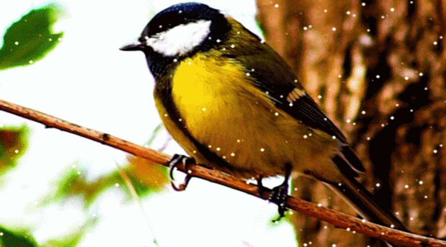 Птичка-синичка... википедия