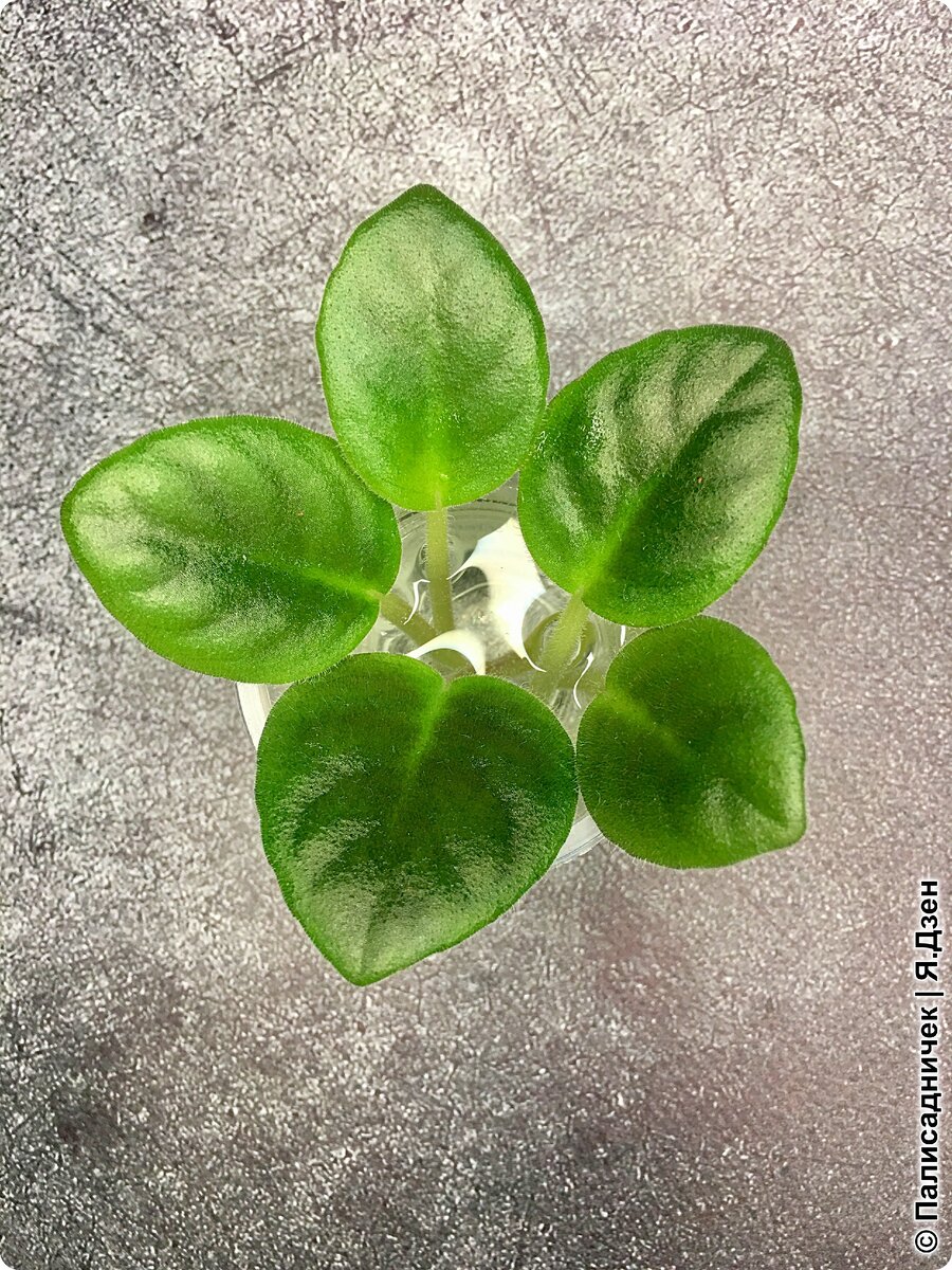 Какие-то идеальные прям...