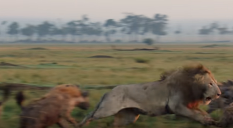 Лев атакует