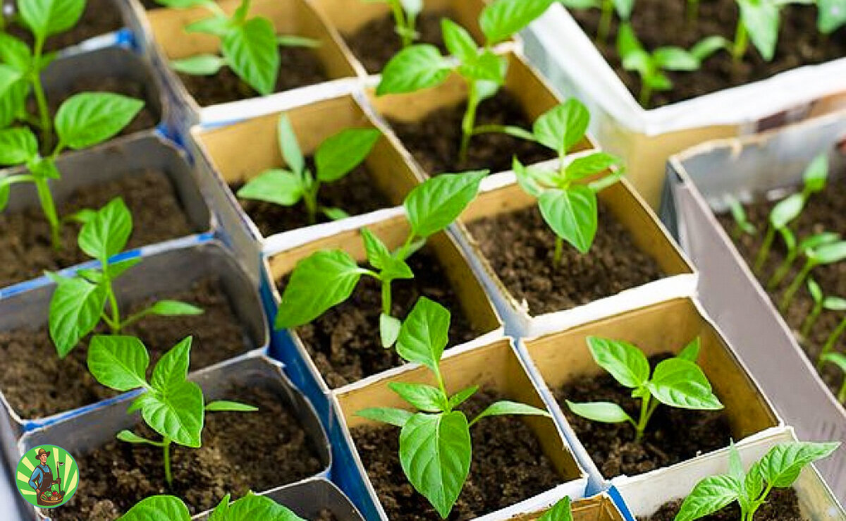 рассада в отдельных стаканчиках