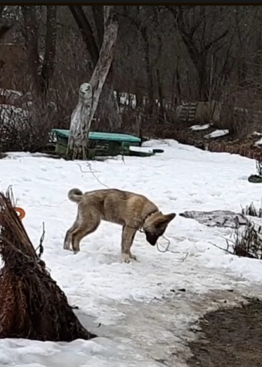 Миша плачет, запутался