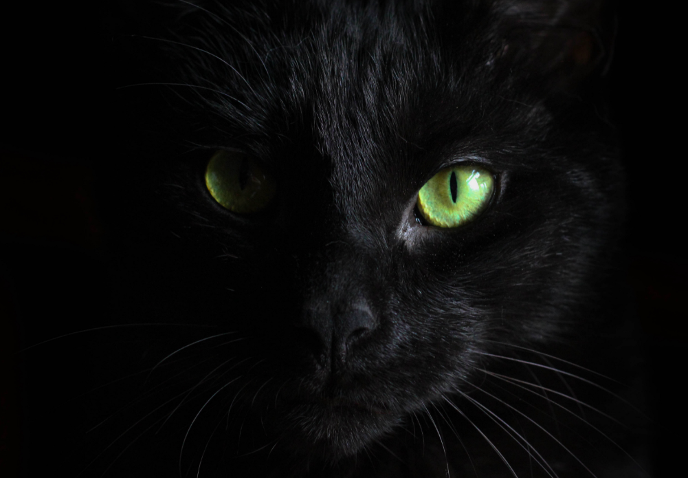 В пятницу 13-го хозяева черных котов в штате Индиана не могут выпускать питомцев на улицу без колокольчиков на шее. Изображение взято из Интернета.