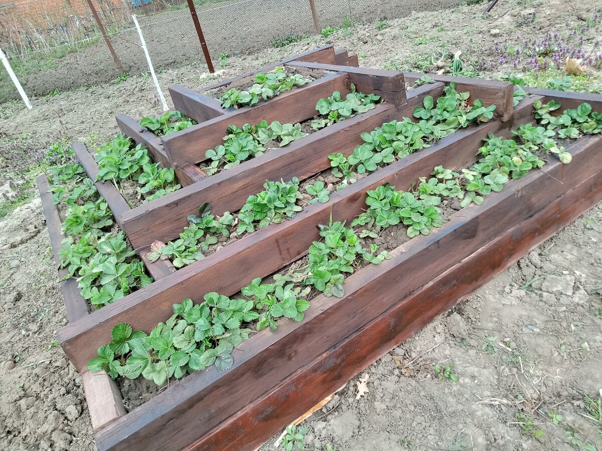 Деревянная грядка для клубники своими руками. 10 фото Berry garden, Strawberry g