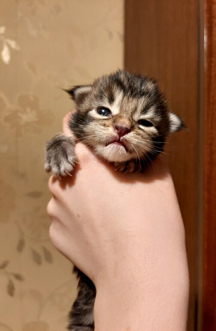 Фото автора котик 10 дней, отчётливо видно наличие косточек и мощный подбородок , который сходится вместе с носом в форме 《коробочки》