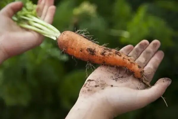 Подкормка моркови в июне: эффективные средства для повышения роста