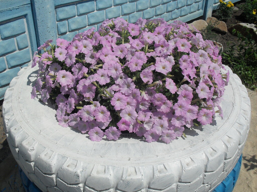 Wave® Misty Lilac Spreading Petunia