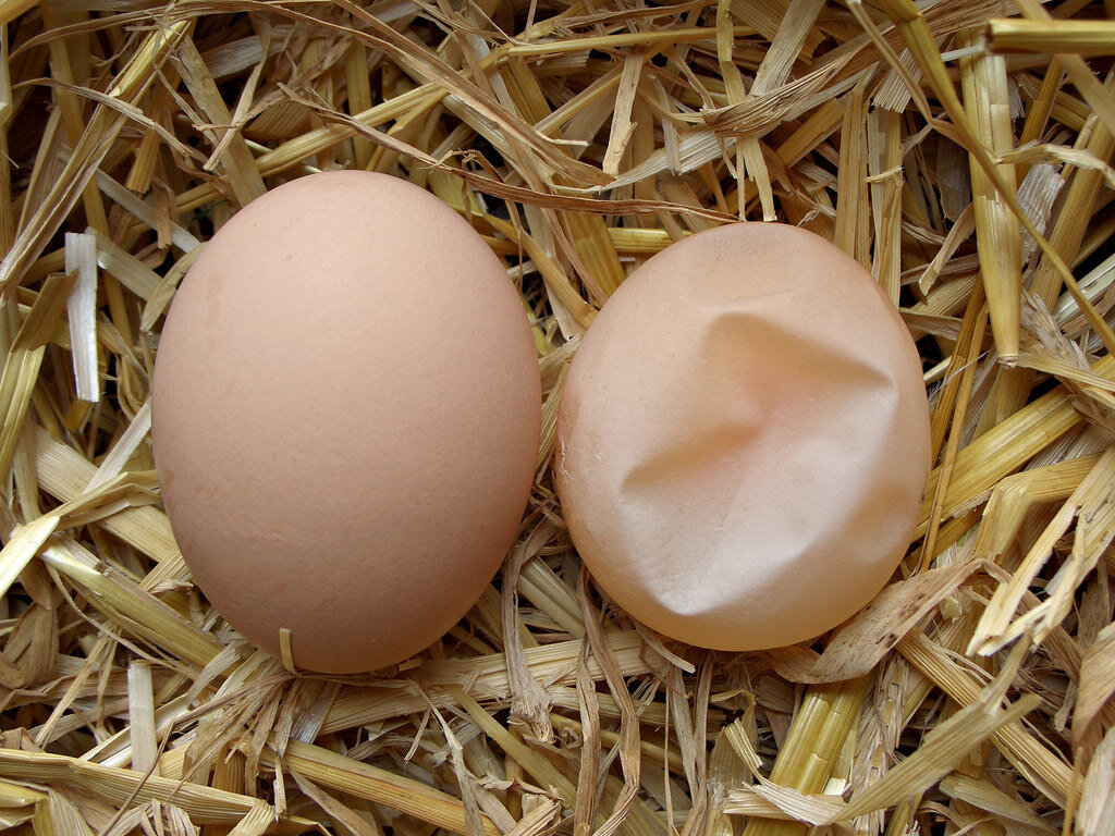 Яйца кур. Яйцо Птичье скорлупа. Курица с яйцами. Почему скорлупа мягкая