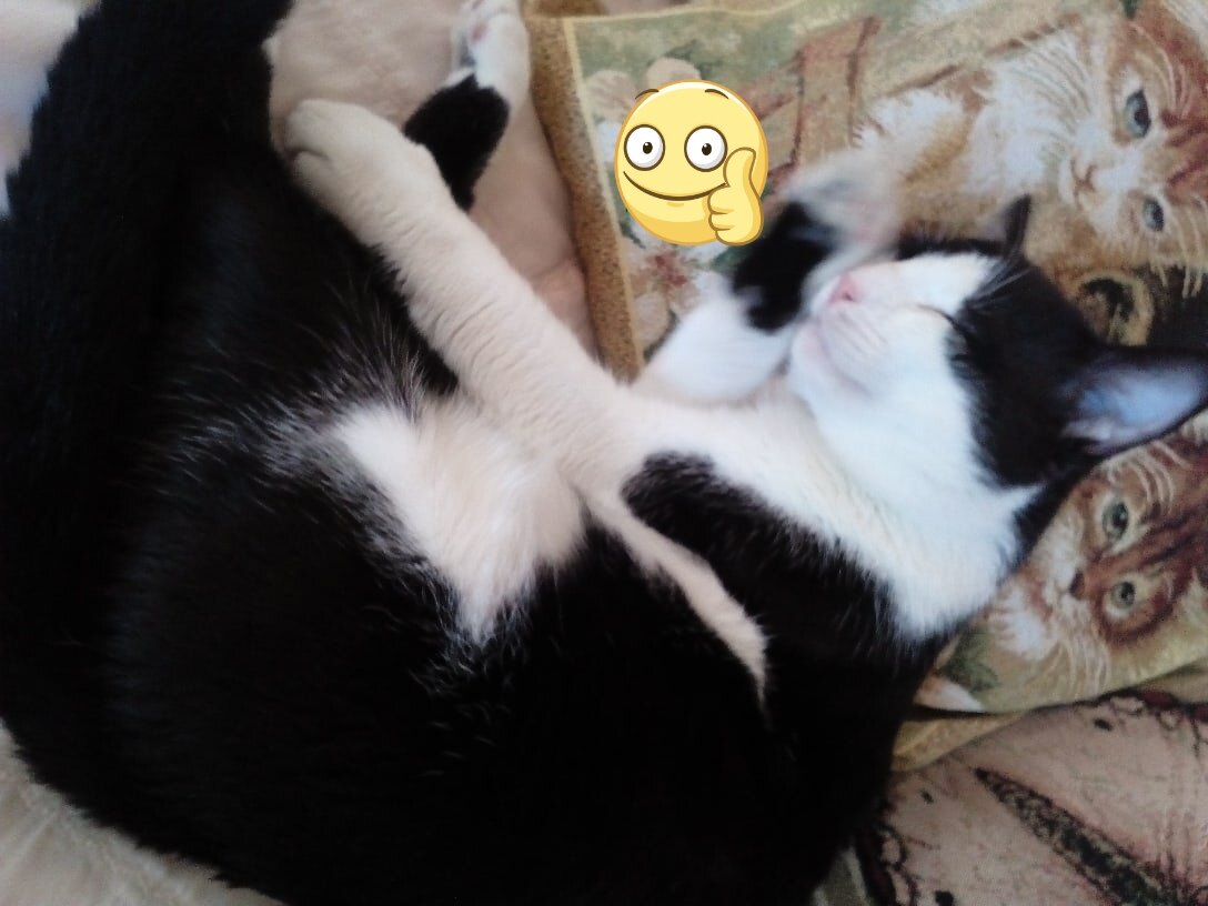 Фото автора. Коту хорошо.