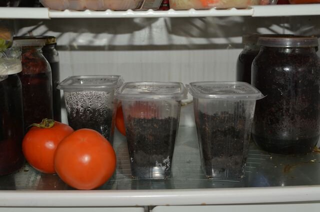 Обычный холодильник типичного дачника