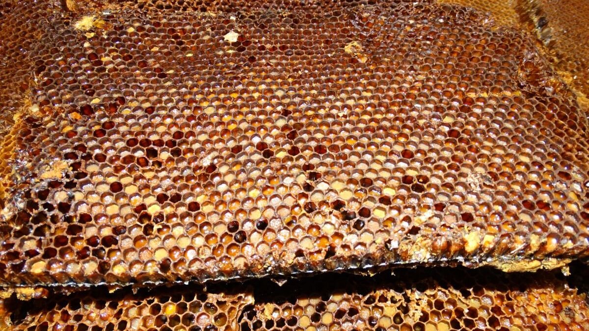 Перга пчелиная фото как выглядит