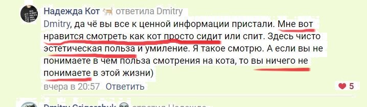 Кот Семен залез на высокое дерево и пытался поймать птичку. А потом почти прославился в Интернете