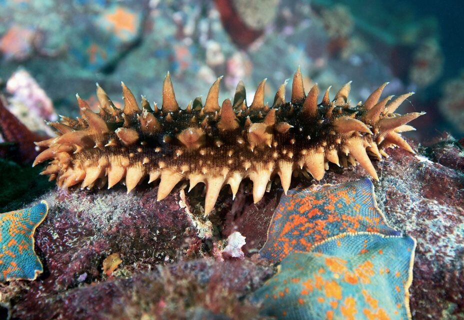 Фото трепанга в естественной среде обитания