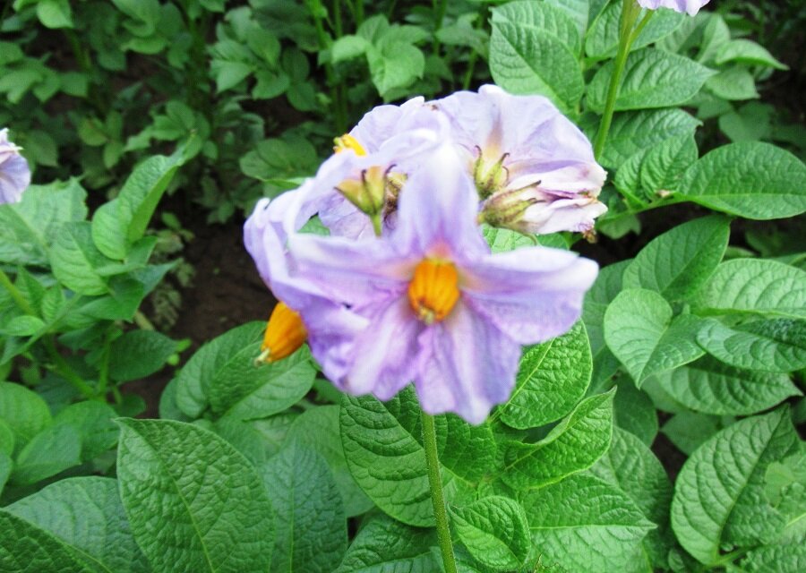 картофель цветет