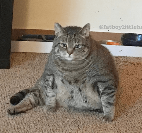 Почему кот толстеет после кастрации?