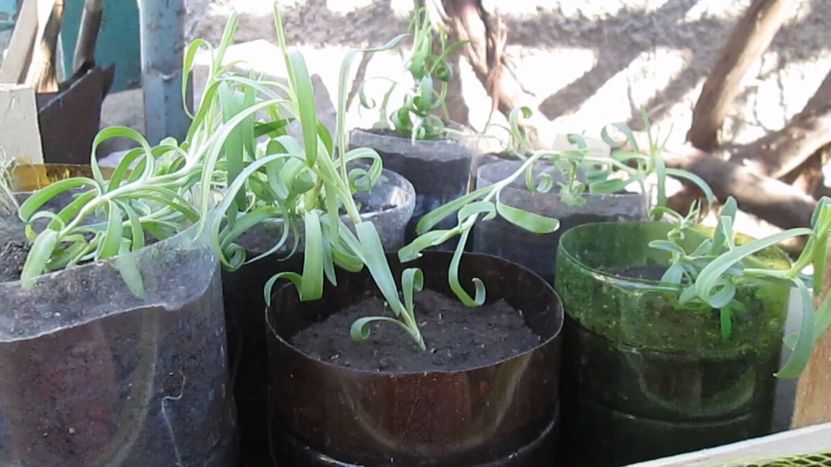 моей гвоздике шабо 3 месяца - фото автора