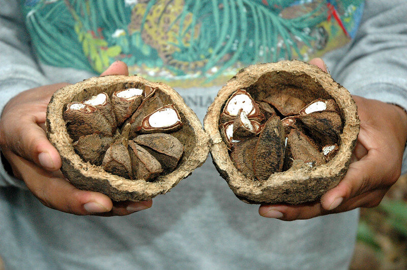 Вот так растут бразильские орехи.