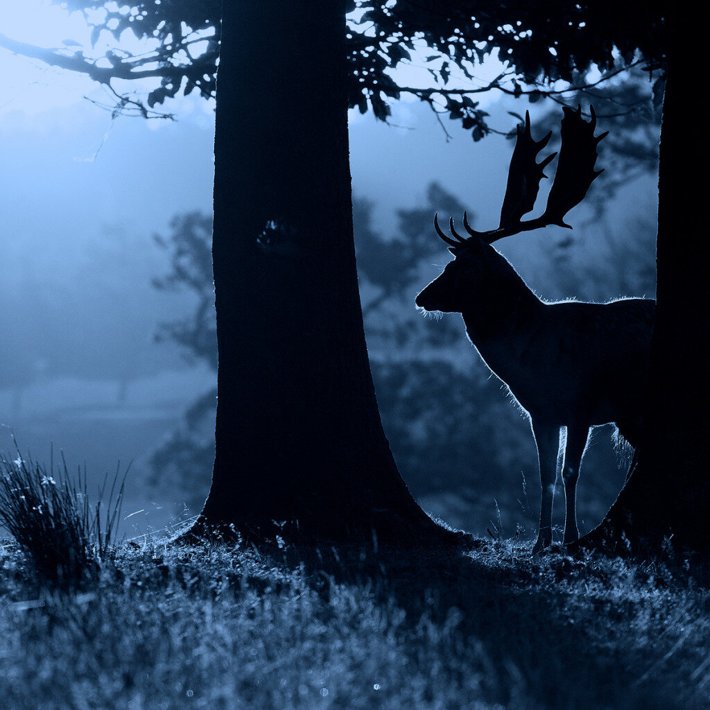 Из открытых источников yandex.ru/images