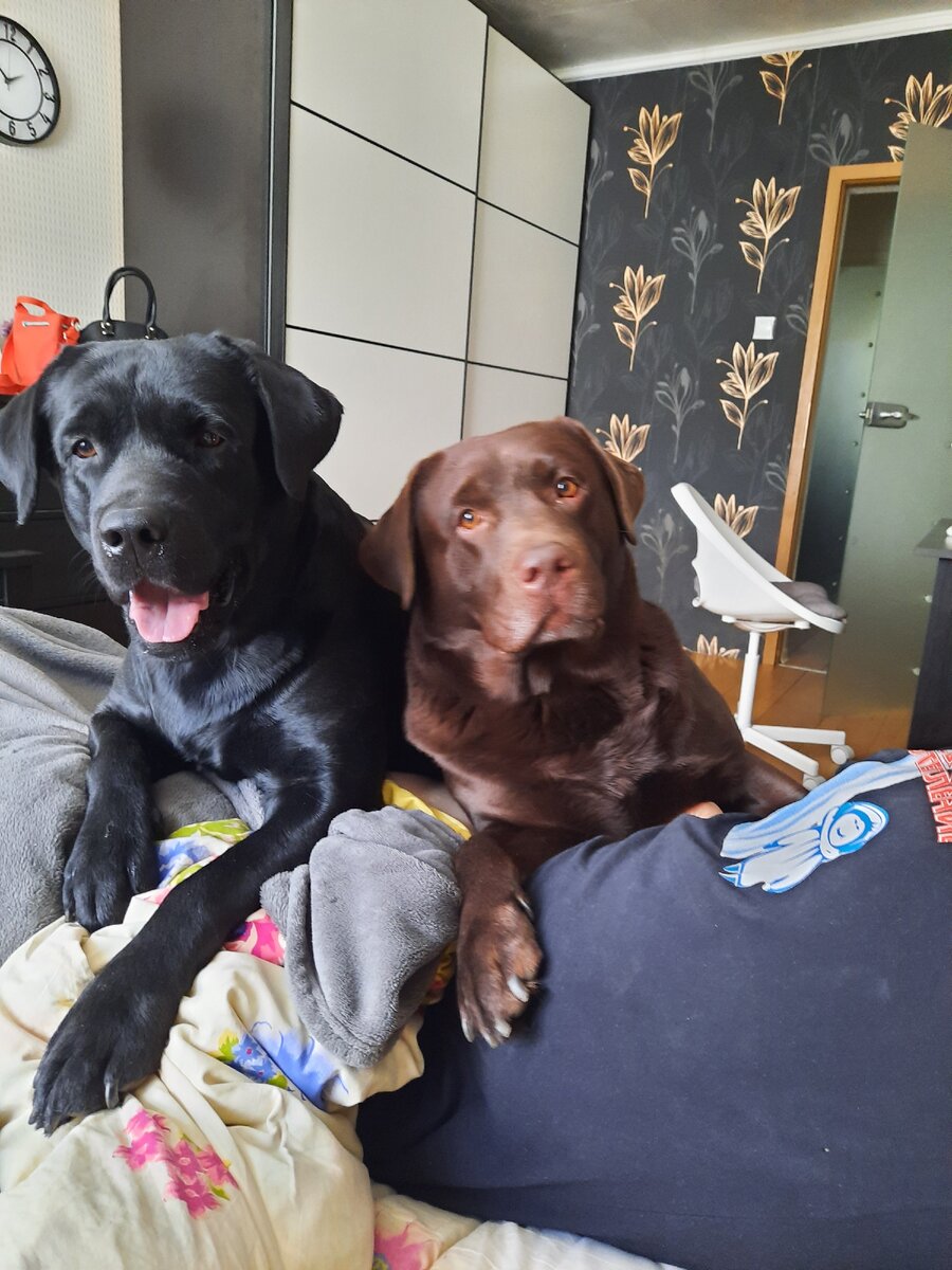 Ганя и Паня пришли ко мне с просьбой