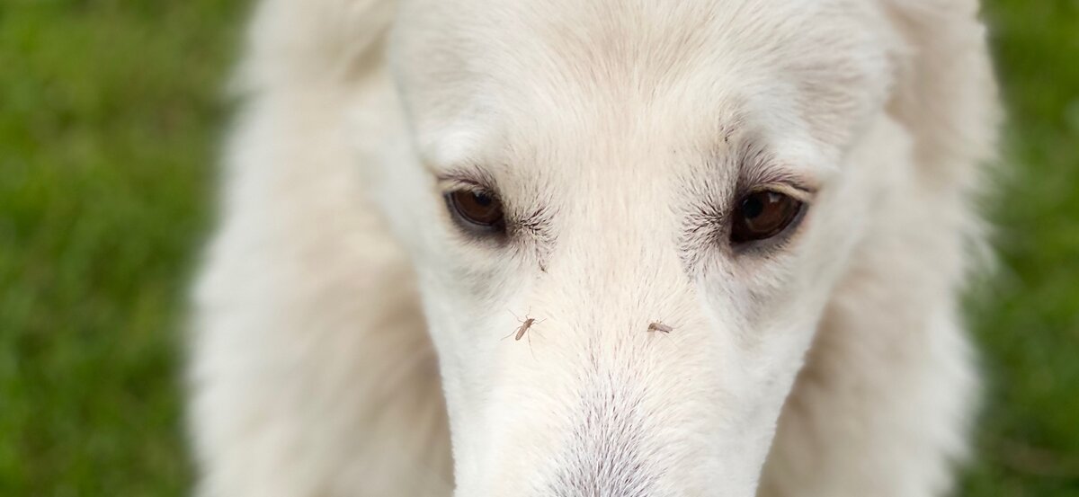 Когда не радуешься, что для фото к статье надо всего высунуть нос на секунду