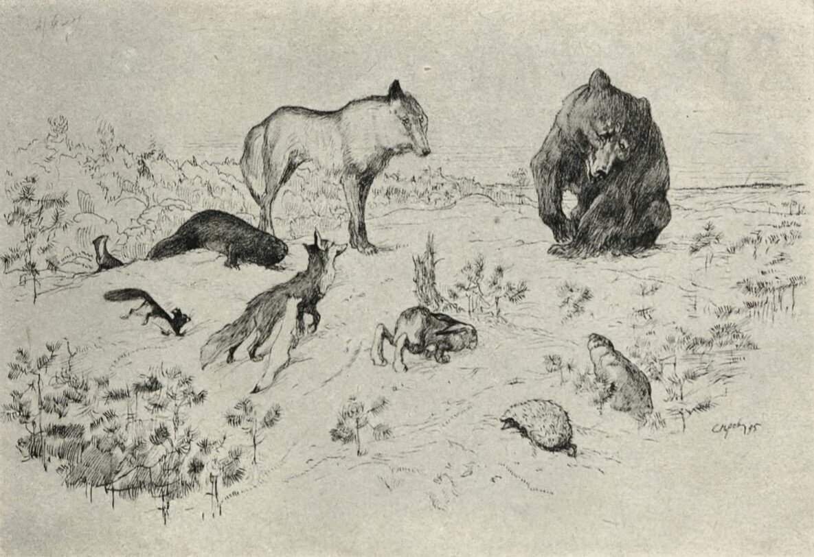 Заяц на ловле.  1895 г. 