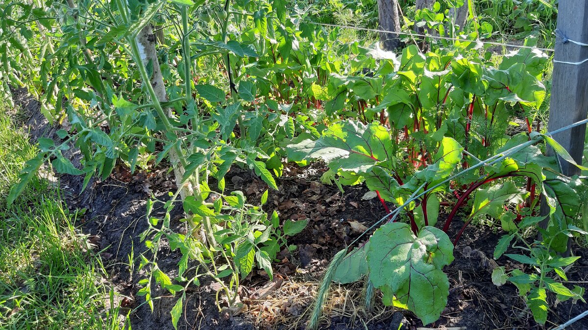 Свекла прикрывает листьями почву от пересыхания. Высоким помидорам хватает света. Фото автора.