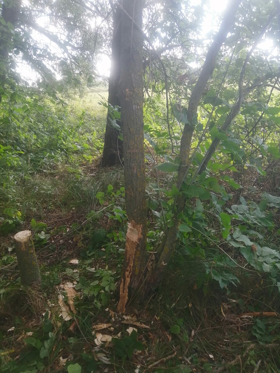 Вроде как нашли. 