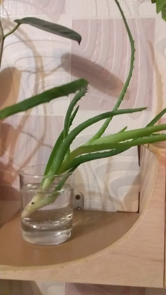 алоэ на укоренении