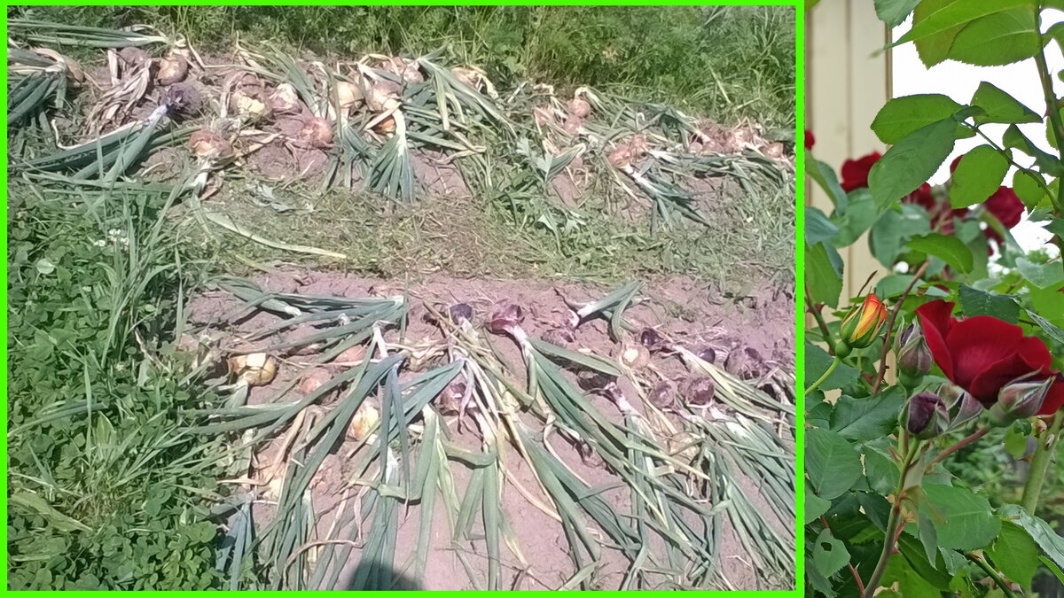 Ставьте "лайк" и подписывайтесь на канал, дорогие читатели