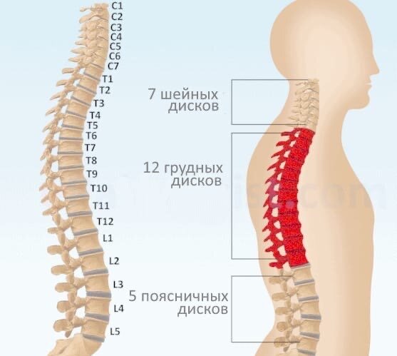 ОТделы и сегменты позвоночника